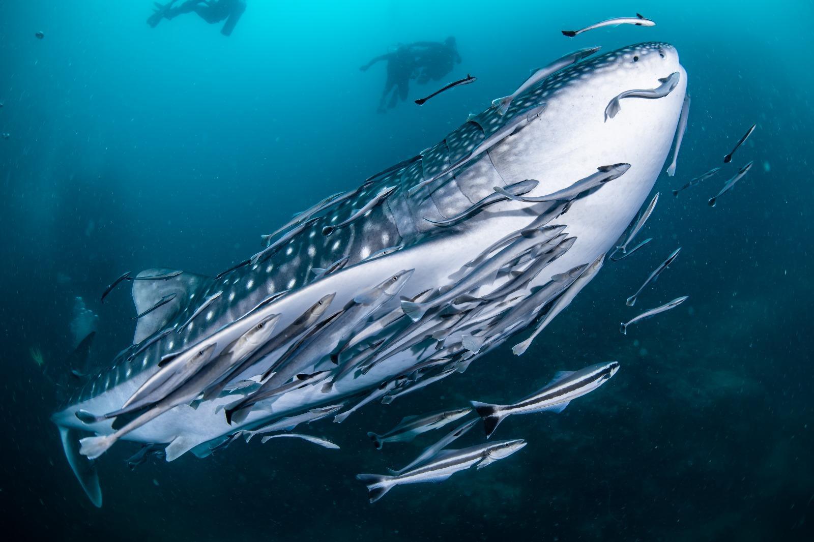 Silent Divers – Foto 3