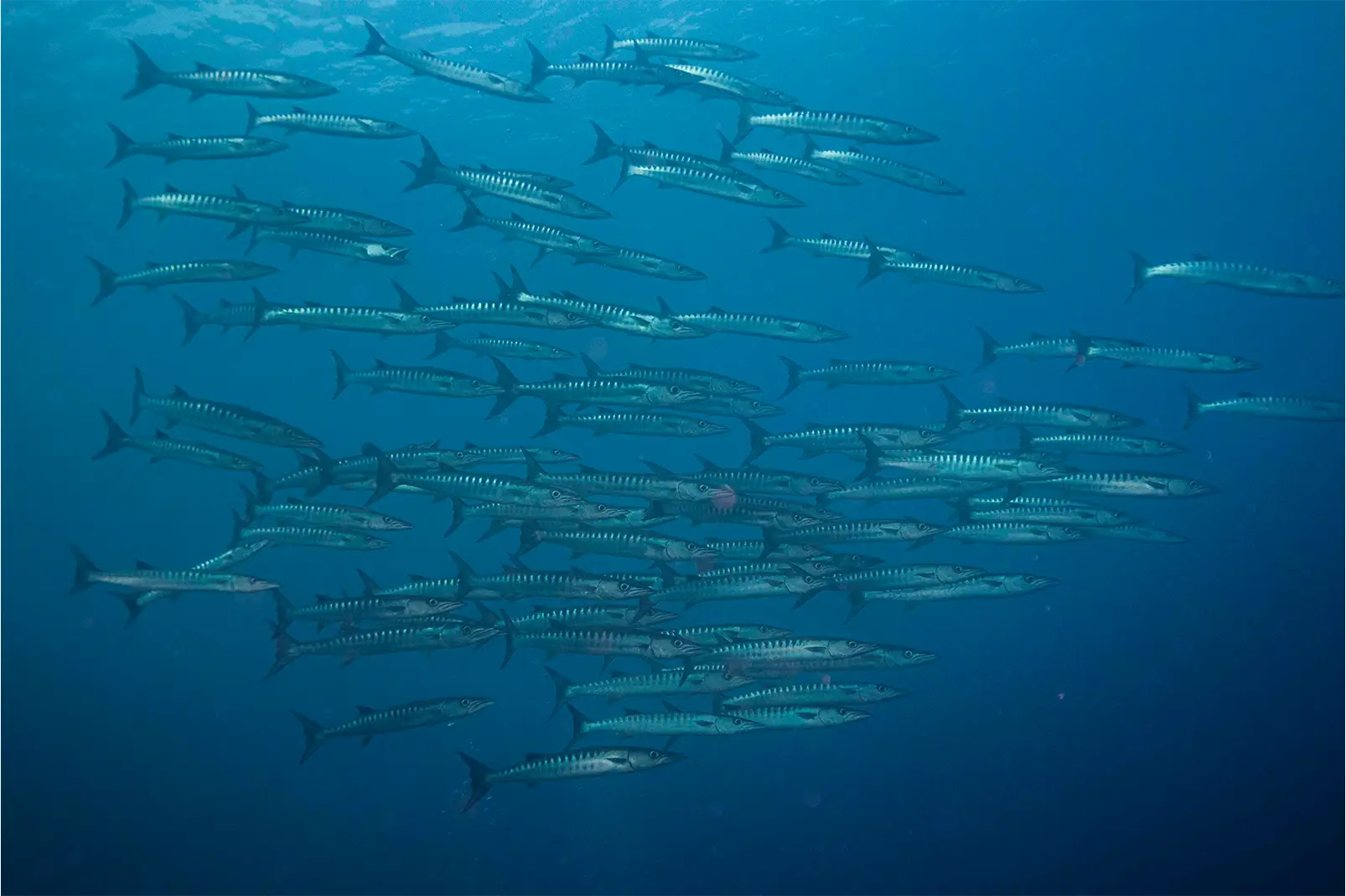 Silent Divers – Foto 4